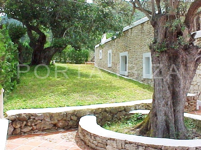 olive tree-fantastic finca-santa gertrudis-ibiza