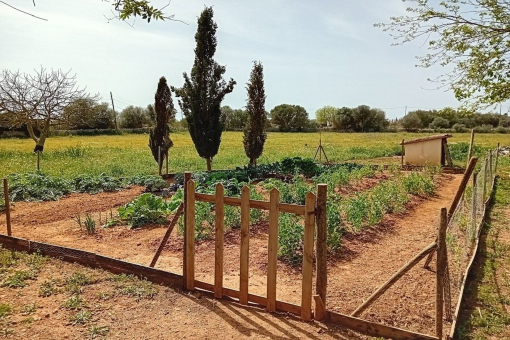 Vegetable garden