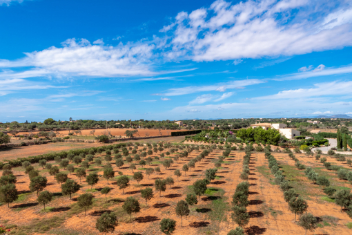 Large olive grove