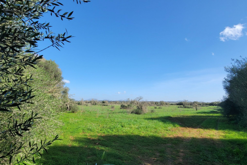 Grundstück in Campos