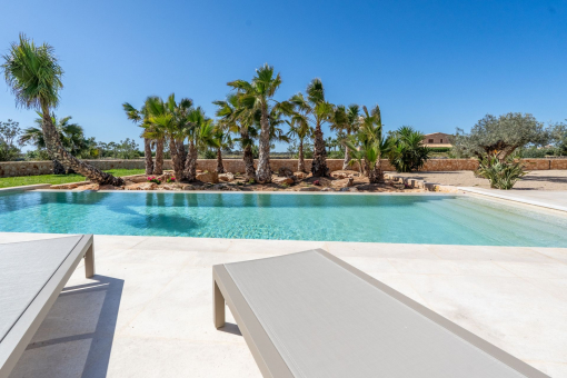 Pool surrounded by palm trees