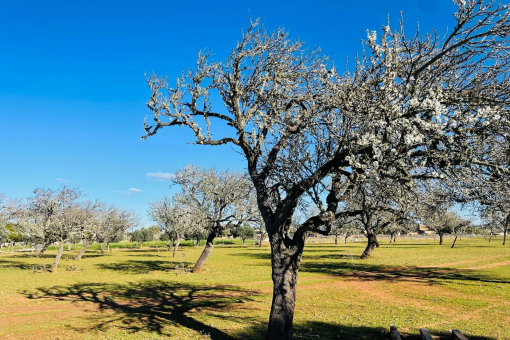 Parcela con una gran variedad de árboles