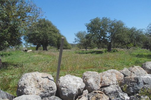 The plot is situated in a beautiful finca location