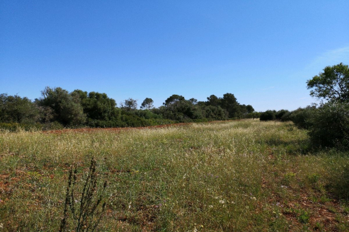 Großes Baugrundstück in ruhiger Lage bei Pina