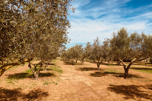 Olivos en el jardín