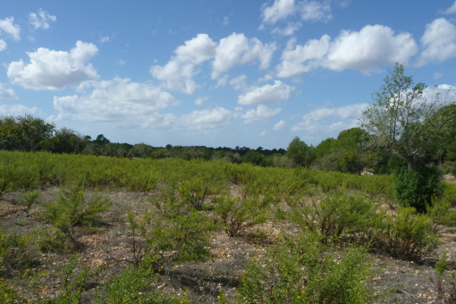 View of the plot