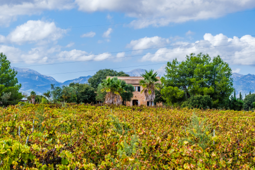 Finca in the middle of wine grapes