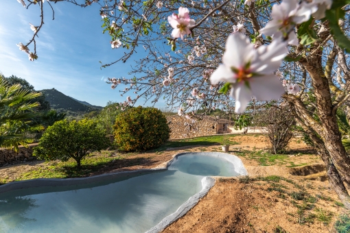 Garten mit Teich und Obstbäumen