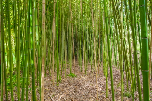 Verträumter Bambusgarten