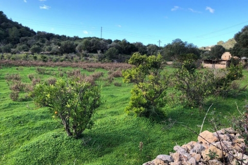 View of the plot