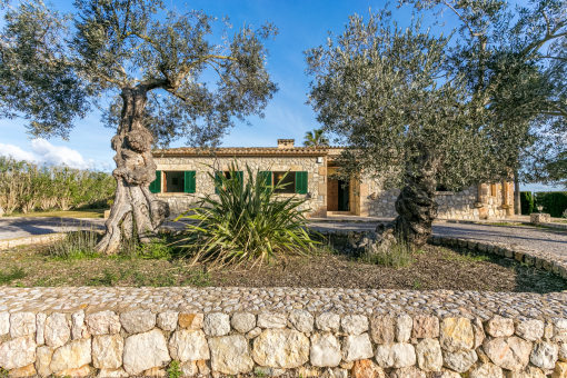 Beautiful olive trees in front of the house 