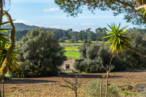 Blick über die grüne Landschaft