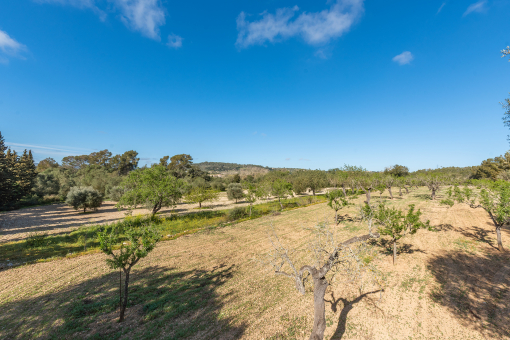 Plot with numerous fruit trees