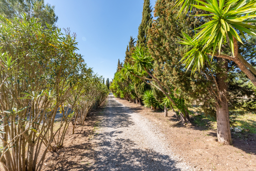 Access to the finca with palm trees