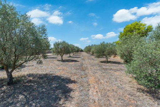 Olive trees