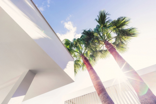 Palm trees