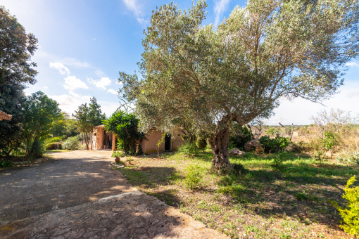 Large plot with olive trees
