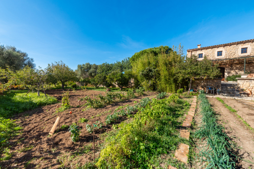 Spacious vegetable garden