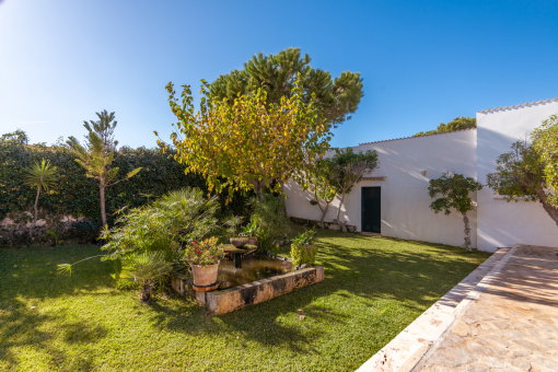 Mediterranean plants and trees