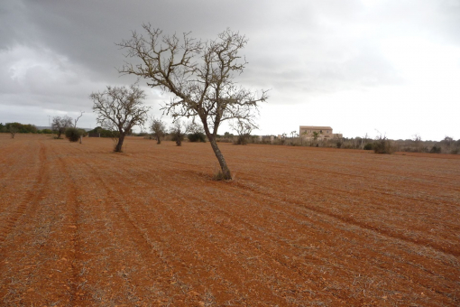 Grundstück in Campos