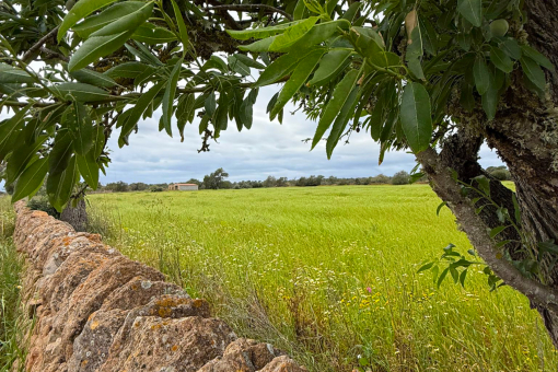 Finca Project Campos