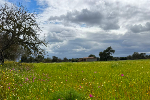 Finca Project Campos