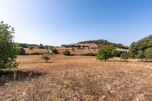 Amazing plot with building license