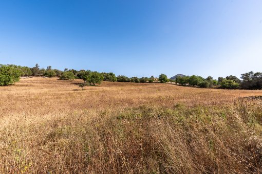 Amazing plot with building license