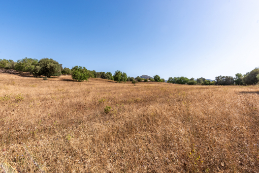 Amazing plot with building license