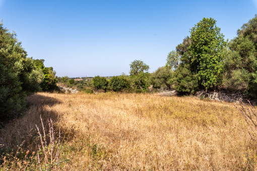 Amazing plot with building license