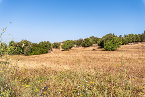 Amazing plot with building license