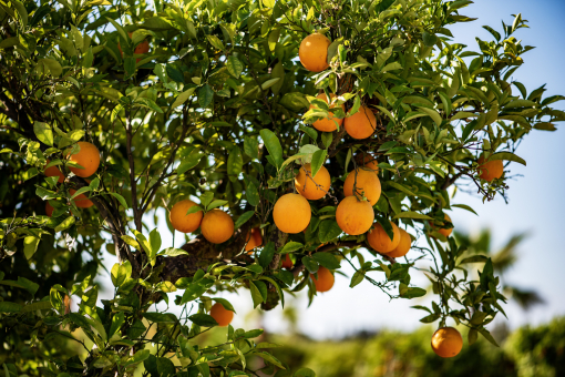 Orange tree