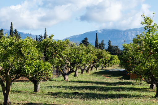 Orange trees