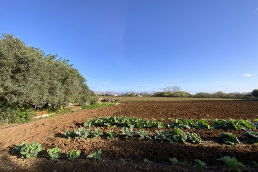 Vegetable garden