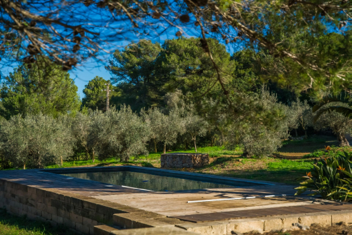 La piscina rodeada de naturaleza y olivos