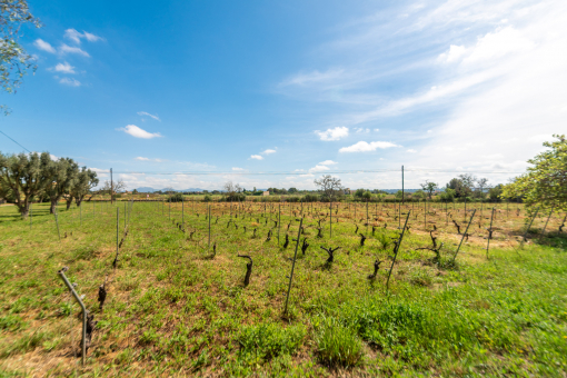 Vinyard