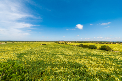 Field