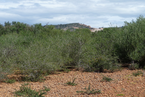 Stock of plants