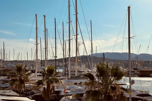 Palma marina