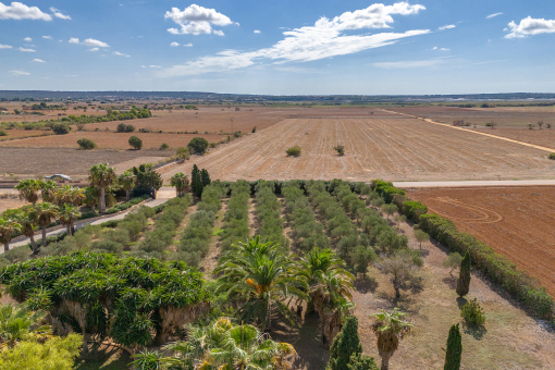 Numerous olive trees