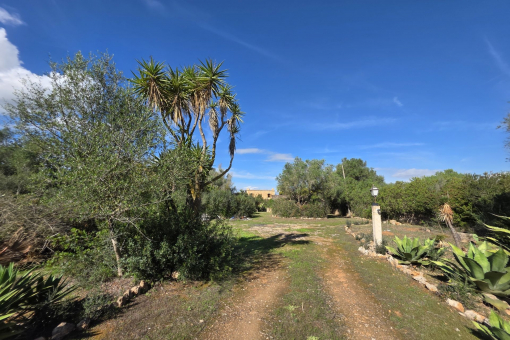 Zufahrt in die Finca