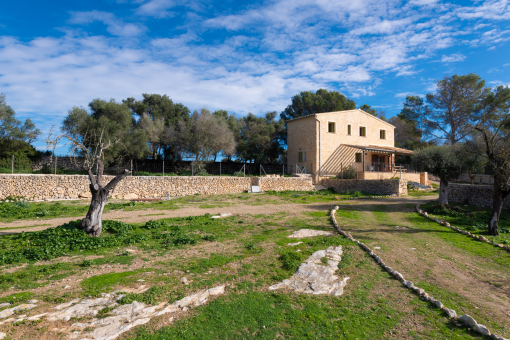 Large plot with Mediterranean vegetation