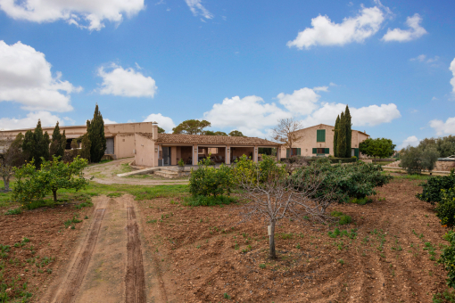 Well-kept garden with Mediterranean fruit trees