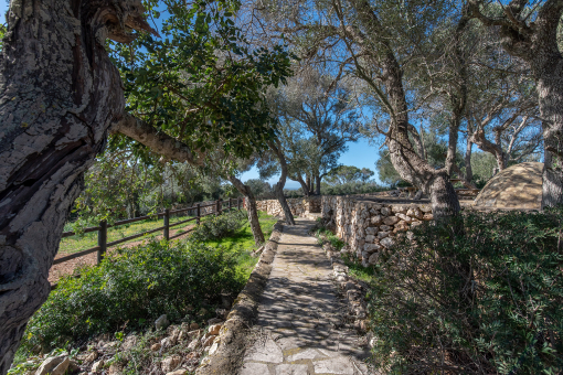 Garden with nice trees