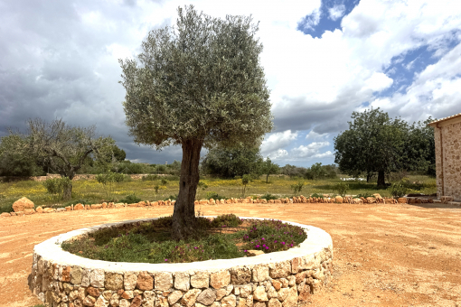 Finca Llucmajor Olive