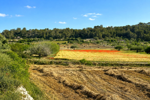 Spacious 15,900 sqm plot with mature trees