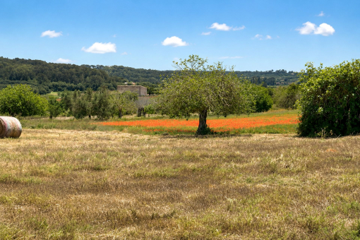Mediterranean landscape with open views over the greenery