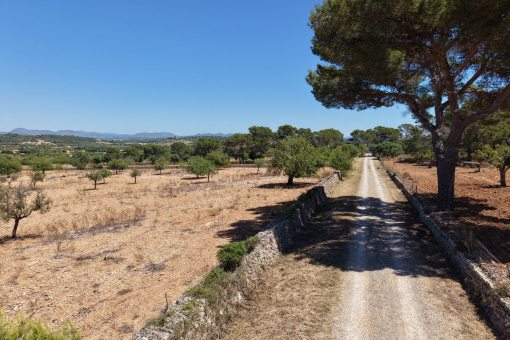 Road to the plot