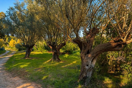 Acceso con olivos