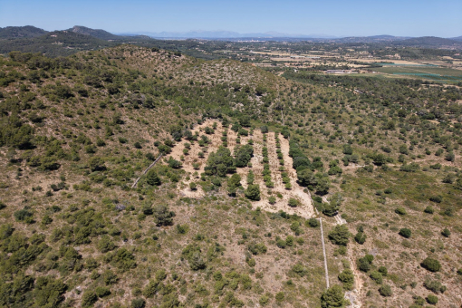 Bird view